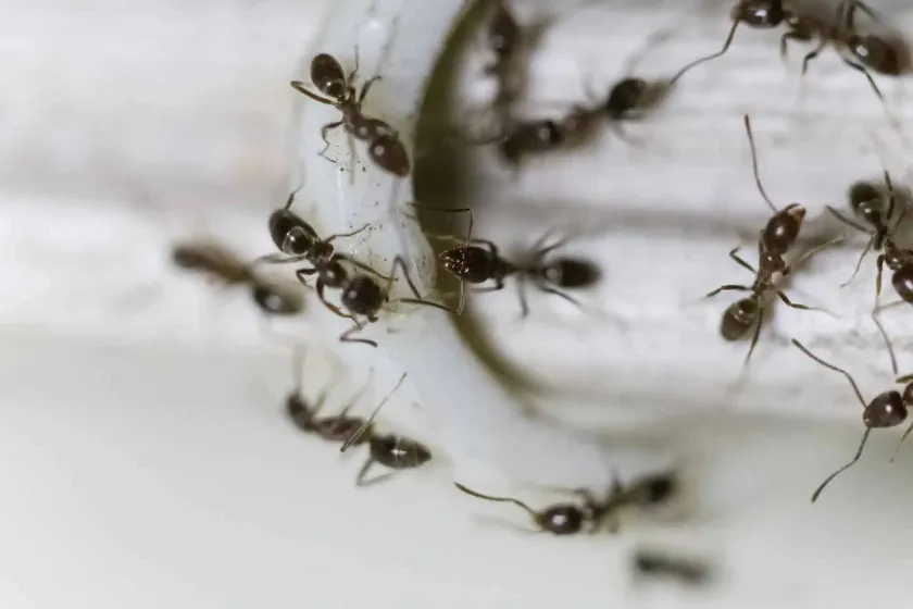 Ant Control: How To Get Rid of Ants Quickly 1 Ant control calgary
