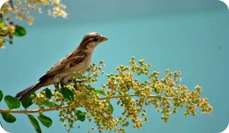 How Pest Control Tackles Bird Infestations in Homes and Businesses 1 How Pest Control Tackles Bird Infestations in Homes and Businesses 1
