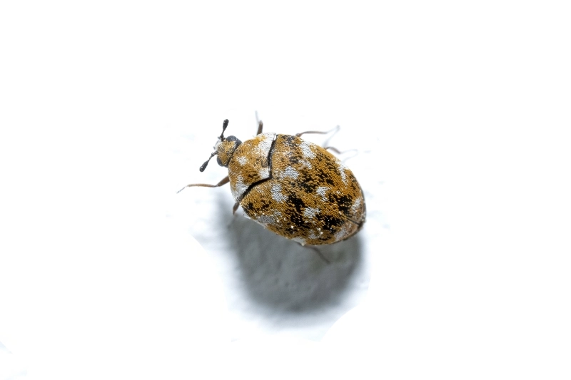 Can Pest Control Get Rid of Carpet Beetles? Methods That Work 1 Can Pest Control Get Rid of Carpet Beetles? Methods That Work 1