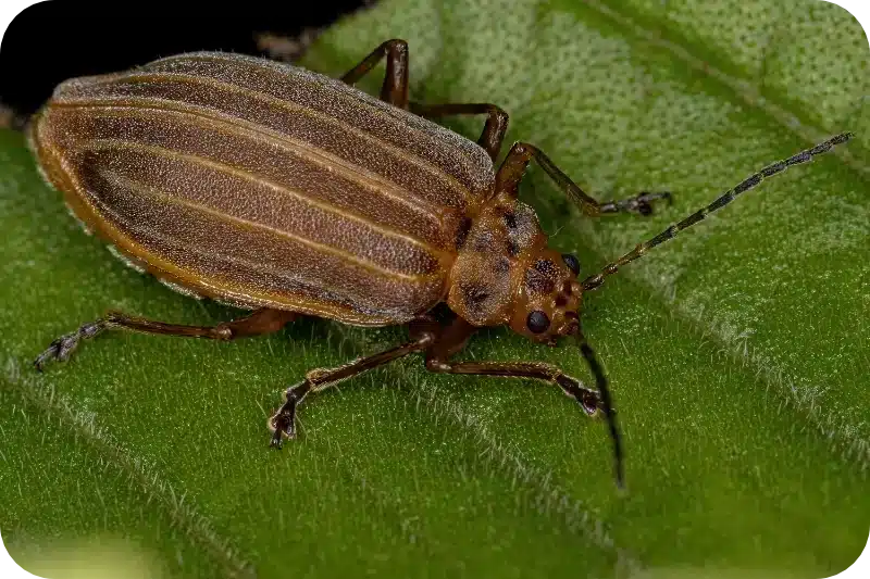 How Professional Pest Control Services Address and Eliminate Flea Infestations 1 How Professional Pest Control Services Address and Eliminate Flea Infestations 1
