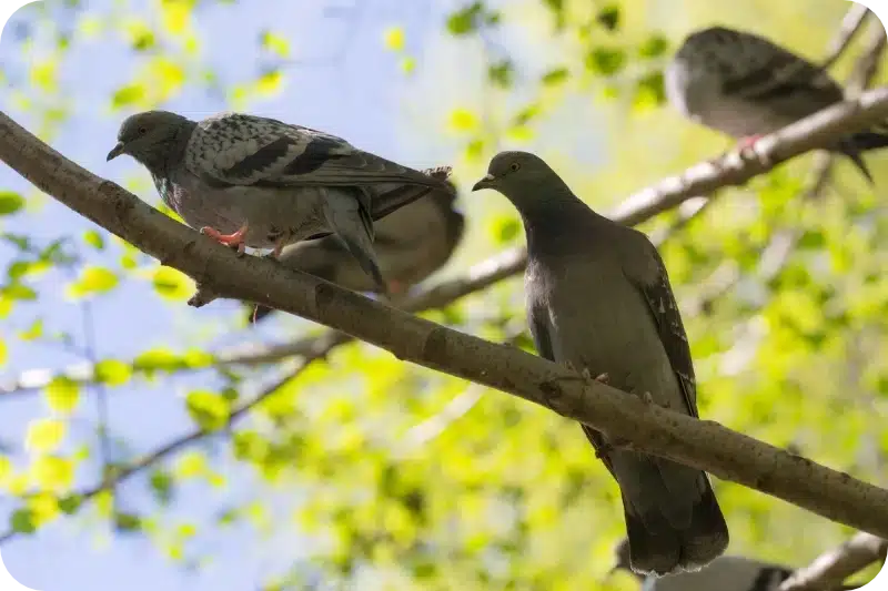 How Pest Control Services Handle Pigeon Problems and What Results to Expect 1 How Pest Control Services Handle Pigeon Problems and What Results to Expect 1