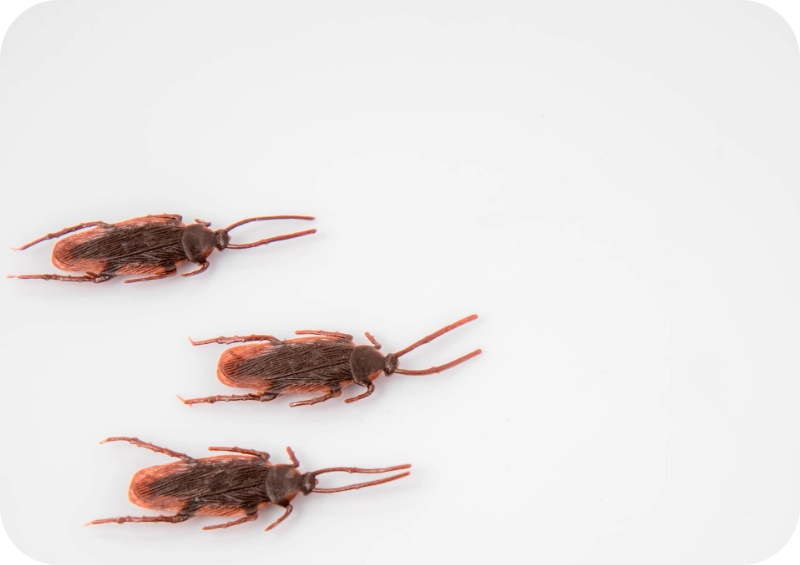 How Much Does Pest Control Cost for Roaches? 1 How Much Does Pest Control Cost for Roaches? 1