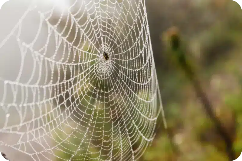 How Much Does Spider Pest Control Cost? | Average Prices 1 Spider pest control calgary