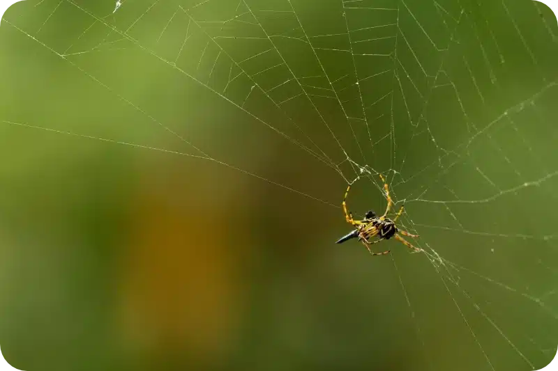 Spider Control Frequency Based on Infestation Signs and Living Environment 1 Spider removal pest control calgary