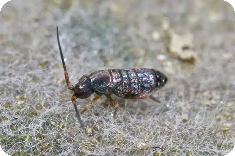 How Pest Control Methods Target and Remove Springtail Infestations 1 How Pest Control Methods Target and Remove Springtail Infestations 1