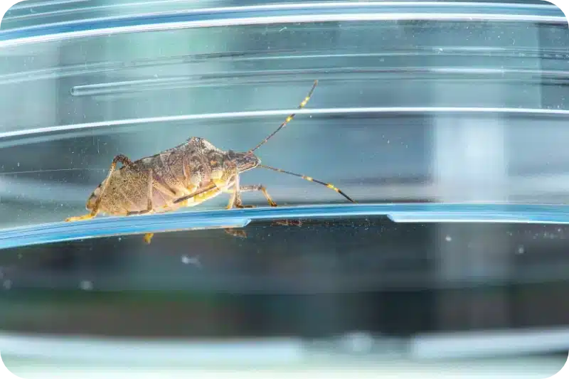 Can pest control get rid of stink bugs? When to call a professional 1 Can pest control get rid of stink bugs? When to call a professional 1
