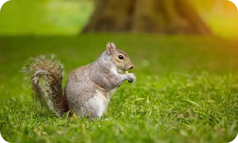 Average Costs and Key Factors That Affect Squirrel Removal by Pest Control Services 1 Average Costs and Key Factors That Affect Squirrel Removal by Pest Control Services 1