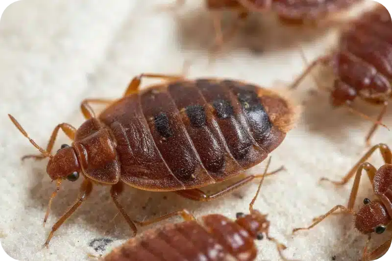 How professional pest control methods address and eliminate bed bug infestations 1 Bed bug extermination prices pest control calgary