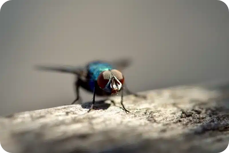 How often should pest control be done for flies? 1 Fly elminination frequency pest control calgary
