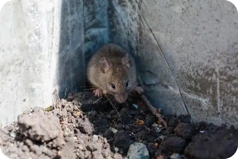 How Much Is Pest Control for Mice? Cost Guide 1 How Much Is Pest Control for Mice? Cost Guide 1