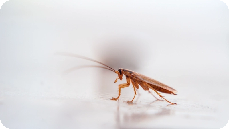 How professional pest control services handle and remove German cockroach infestations 1 Roach removal pest control calgary