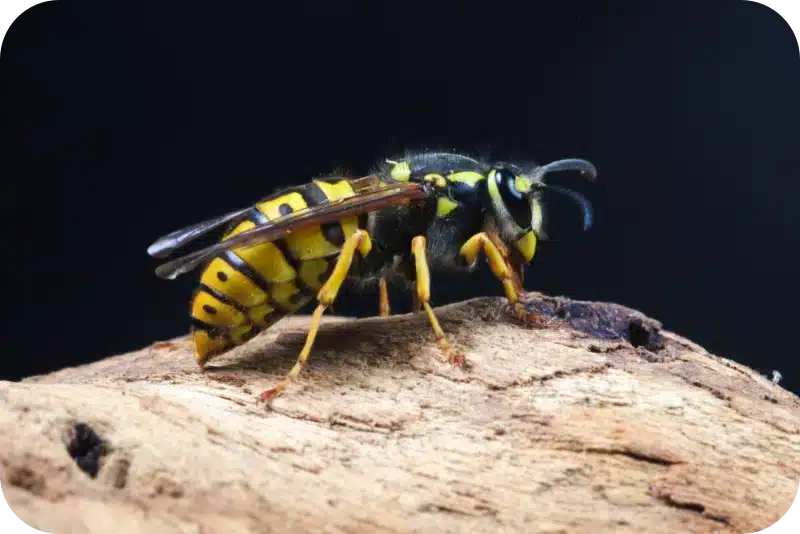 How Professional Pest Control Services Remove Wasp Nests and Prevent Reinfestation 1 How Professional Pest Control Services Remove Wasp Nests and Prevent Reinfestation 1